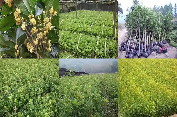 桂花结果是什么季节1685667242791