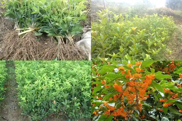 桂花结果是什么季节1685667242839