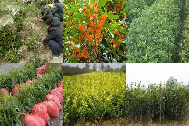 桂花结果是什么时候1685667252235