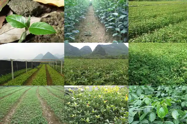 桂花结果是什么时候1685667252281