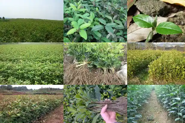 桂花结果是什么时候1685667252328