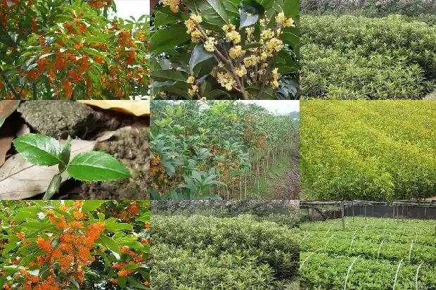 桂花结果常见吗1685667264158