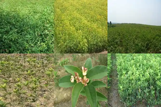 桂花结果常见吗1685667264203