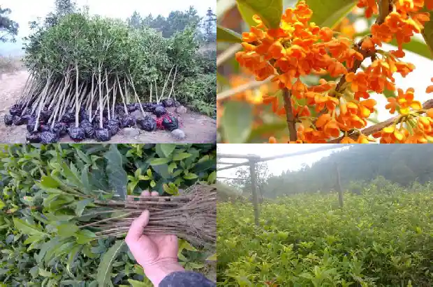 桂花树多久结一次果1690072432271