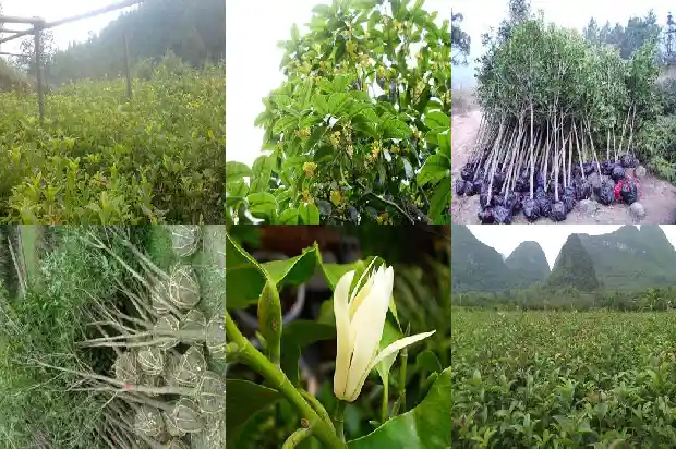 桂花的雌蕊颜色1685667271868