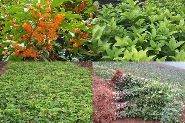 桂花的雌蕊在哪1685667279317