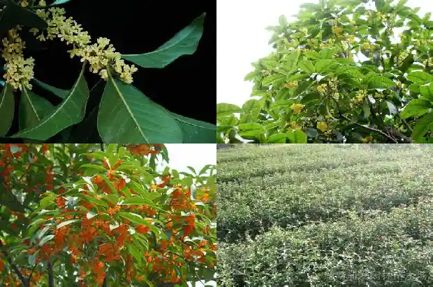 桂花的雌蕊在哪1685667279365