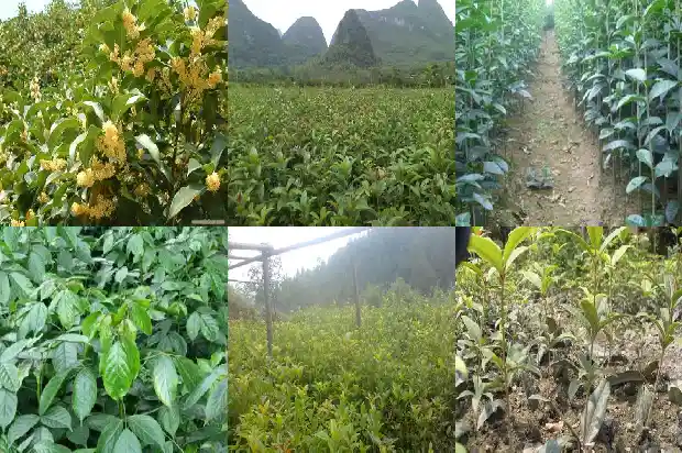 桂花是不是分公母1685667317596
