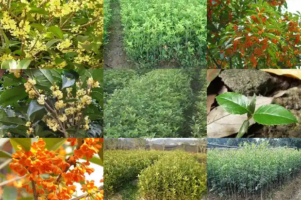 桂花雌雄蕊数量1685667326894