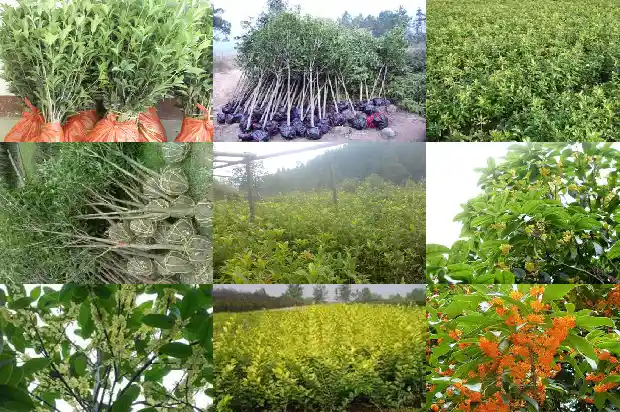 桂花雌雄蕊数量1685667326942