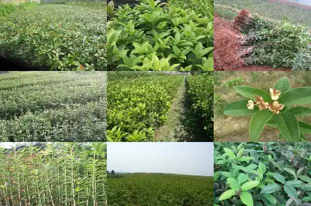 桂花雌雄蕊数量1685667326990