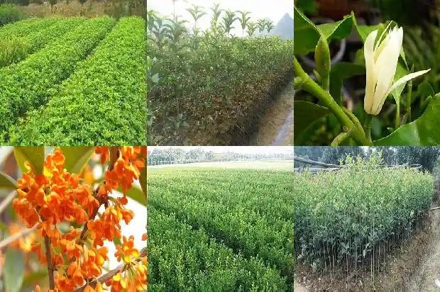 桂花茶好喝不1688435729509