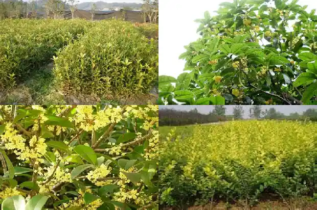 桂花雌雄蕊特征1685667338896