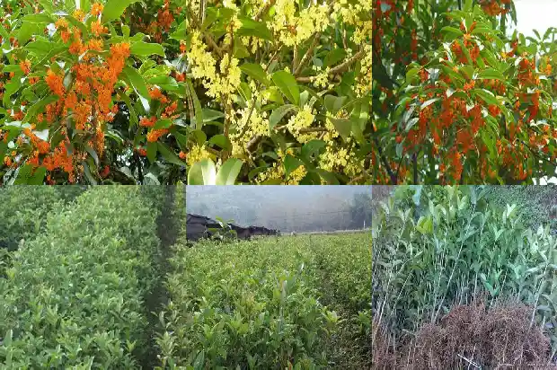 桂花雌雄蕊特征1685667338944