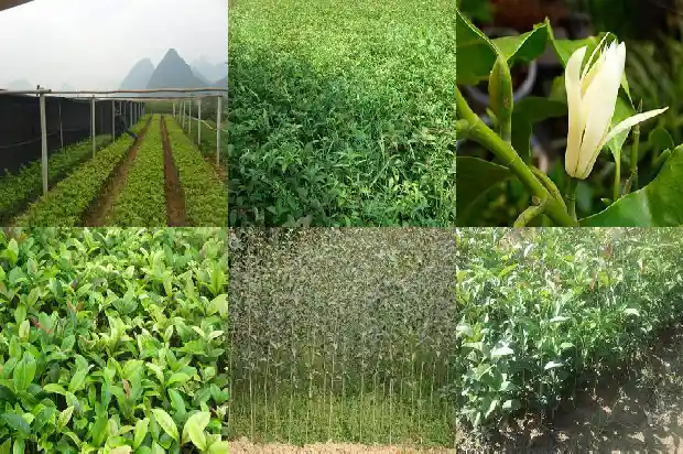 结果 的桂花是雌的怎么办1685667358425