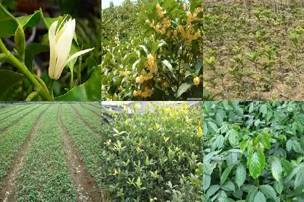 结籽桂花树香吗?1685667375490