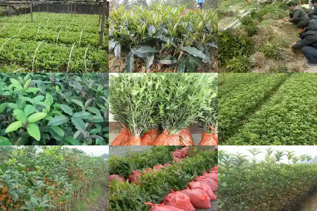 结籽桂花树香吗?1685667375538