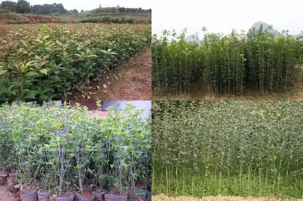 结籽桂花树香吗?1685667375586