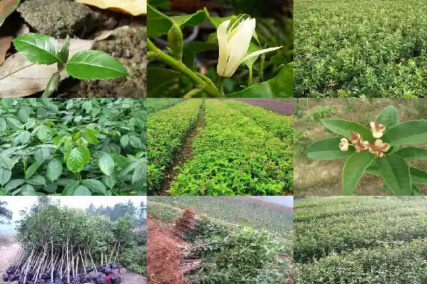 桂花嫁接的母本是什么树1685667390201