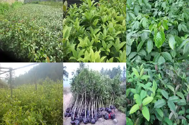 结子的桂花树好不好养活1685667399947