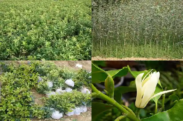 结子的桂花树叫什么品种1685667417028