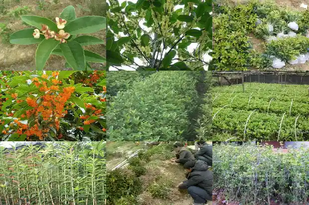 结子的桂花树怎么养好1685667428667