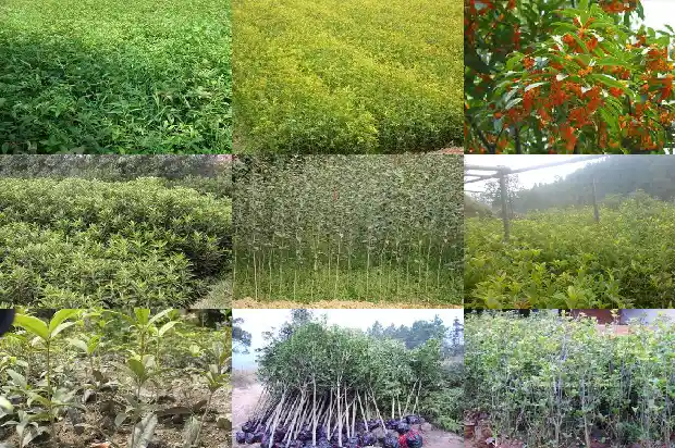 结子的桂花树怎么养好1685667428715