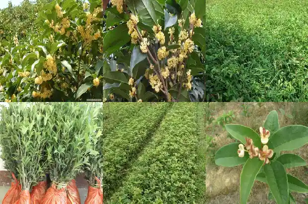 结子的桂花树开花吗有毒吗能吃吗1685667438301