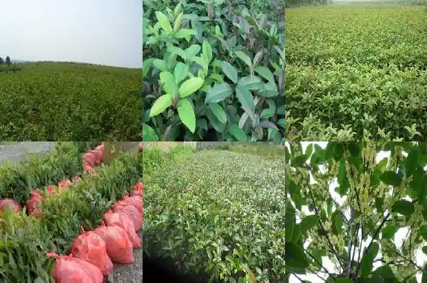 结子的桂花树开花吗有毒吗能吃吗1685667438349