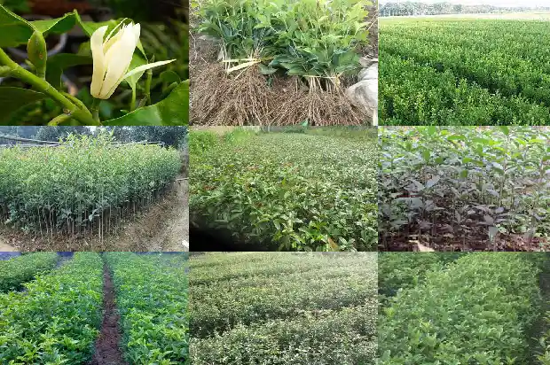 桂花树状元红是什么时间开花1689837984536