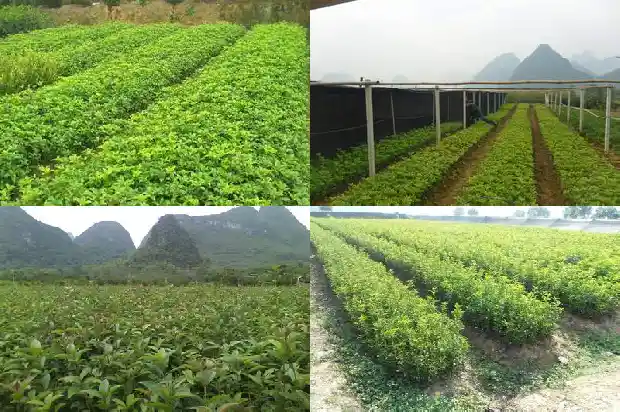 桂花树什么时候结花最好1685667445945