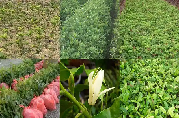 桂花树的花什么时候开1685667457243