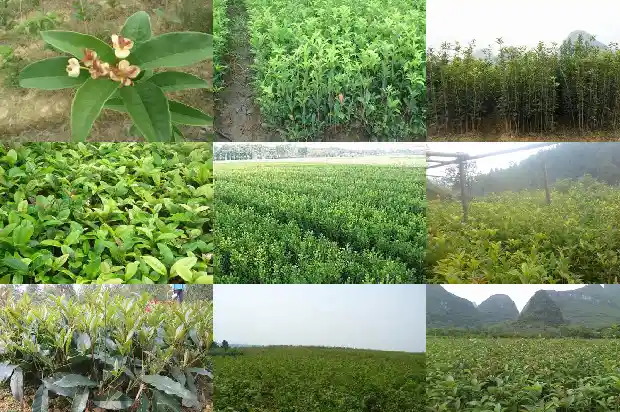 桂花树的花什么时候开1685667457291