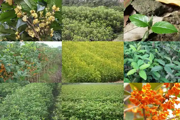 桂花树的花什么时候开1685667457338
