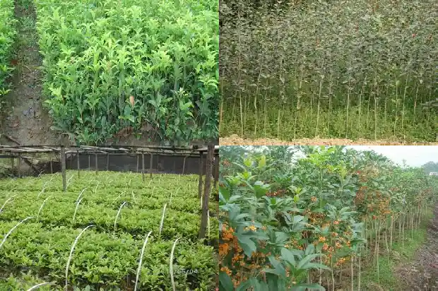 桂花结什么果子1685667469239