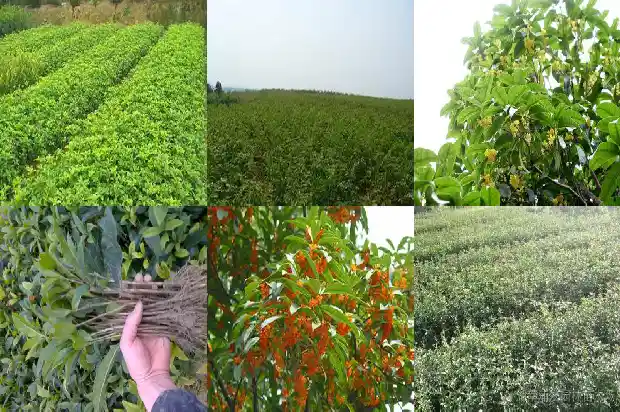 桂花会结子吗?1685667476722