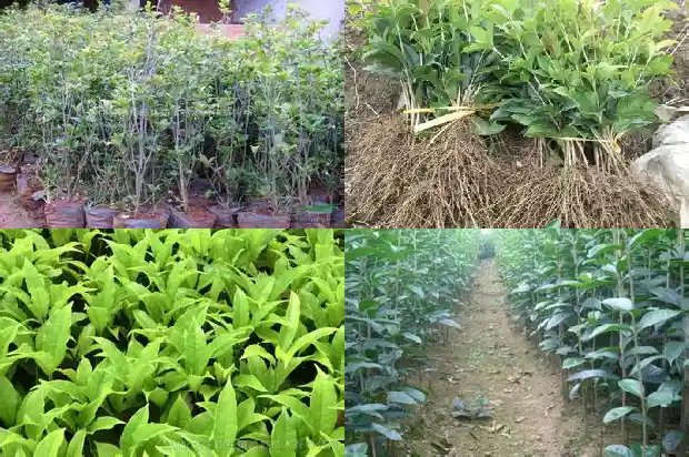桂花树剪下来的树枝怎么种1685667486327