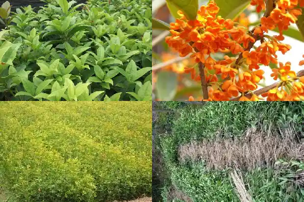 桂花树剪下来的树枝怎么种1685667486422