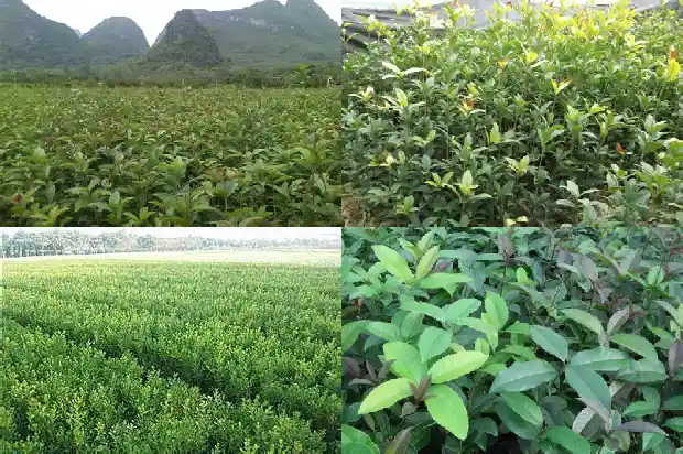 有什么办法不让桂花树结子掉落1685667494035