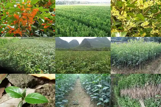 有什么办法不让桂花树结子掉落1685667494083