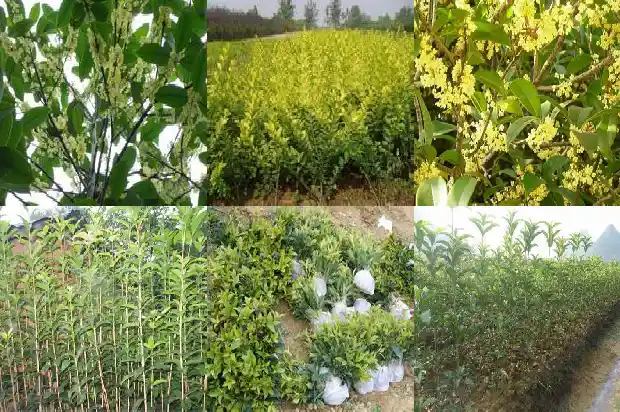 有什么办法不让桂花树结子掉叶子呢1685667503697