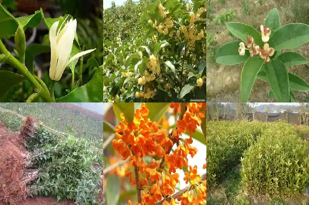 有什么办法不让桂花树结子掉叶子呢1685667503745