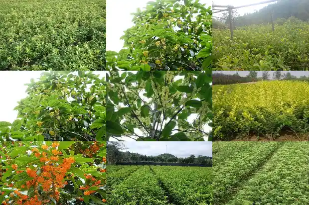 桂花树树枝干了怎么办1685667515132