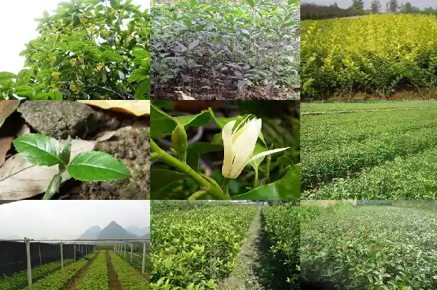 桂花树树枝干了怎么办1685667515180