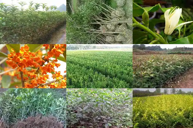 桂花树上结的籽可以干嘛?1685667532108