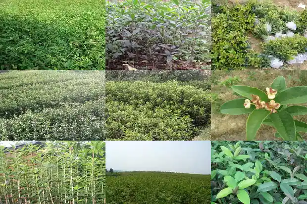 桂花树种子能发芽吗1685667539189