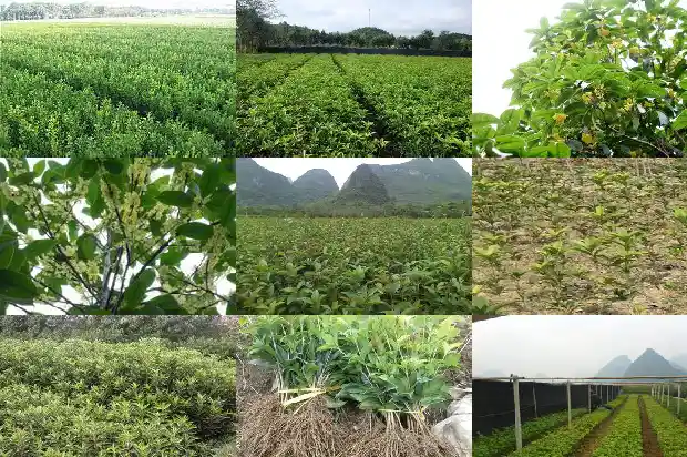 桂花树种子能发芽吗1685667539237