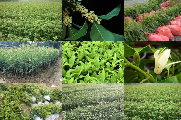 桂花树的种子能种吗1685667549069