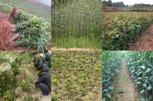 桂花树籽可以吃吗1685667560549