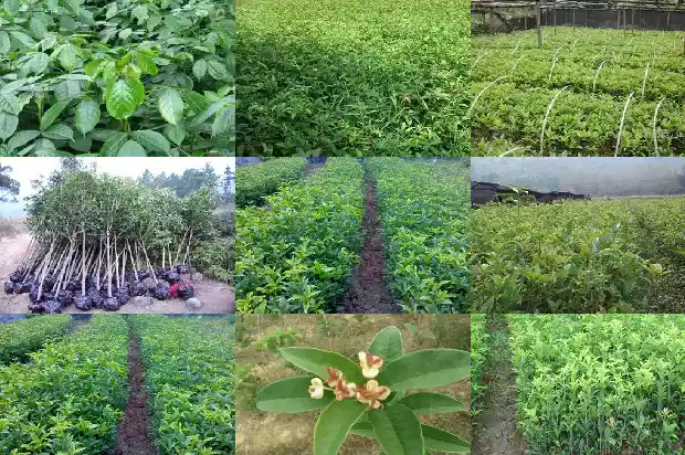 桂花树籽可以吃吗1685667560597